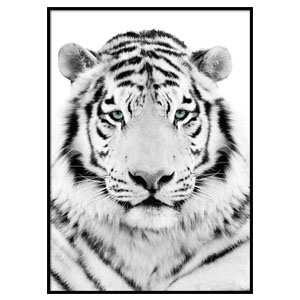 affiche white tiger desenio